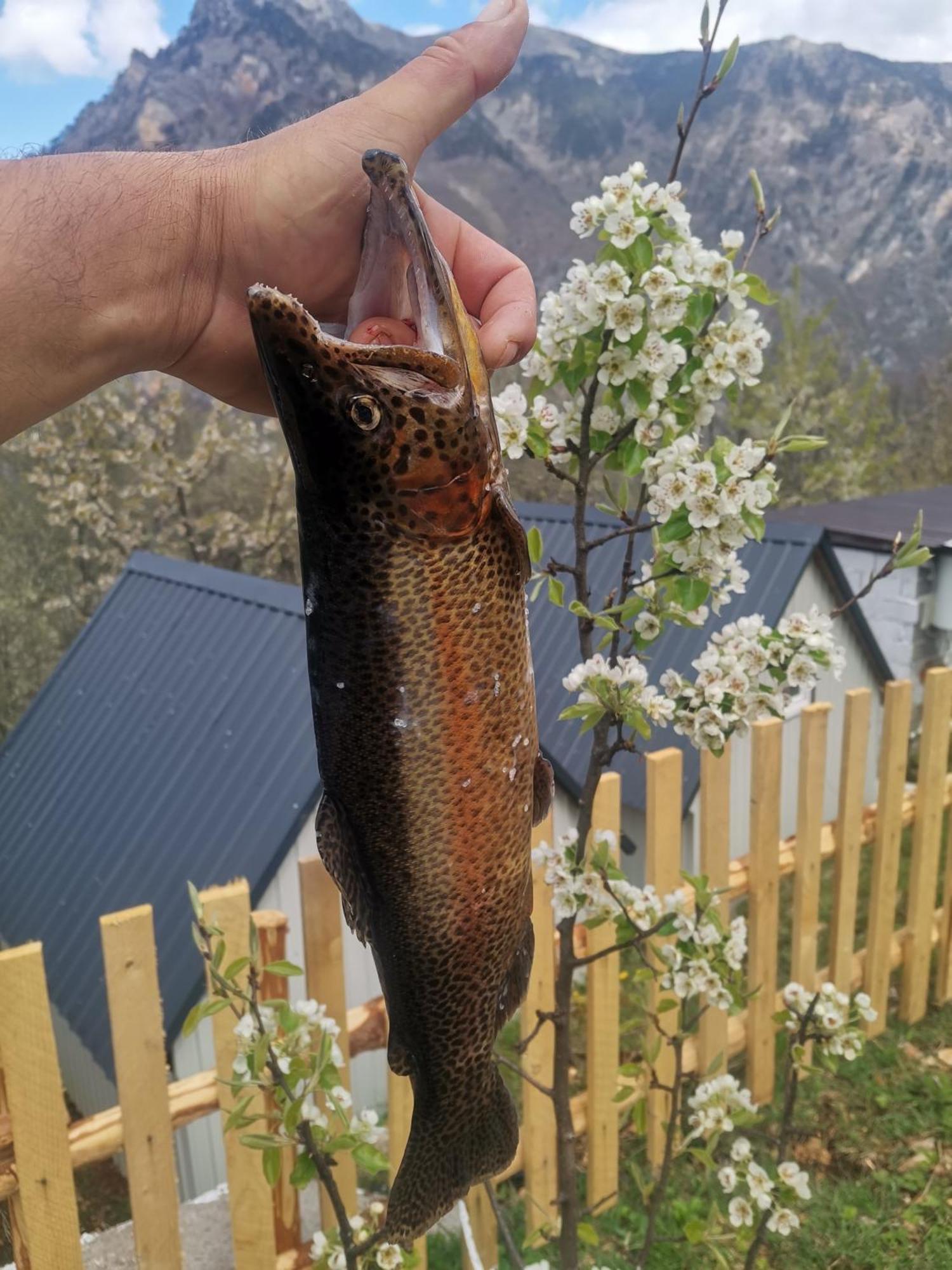 Ethno Cottage Momo Tepca Zabljak  Ruang foto